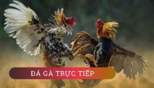 Cách Chơi Đá Gà GA28 Tại ManClub Hiệu Quả Cho Người Mới Bắt Đầu​