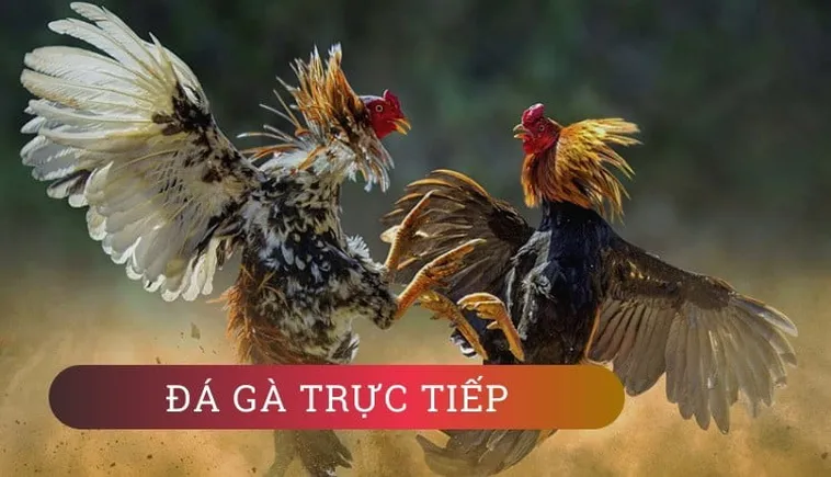 Cách Chơi Đá Gà GA28 Tại ManClub Hiệu Quả Cho Người Mới Bắt Đầu​